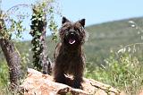 CAIRN TERRIER 464